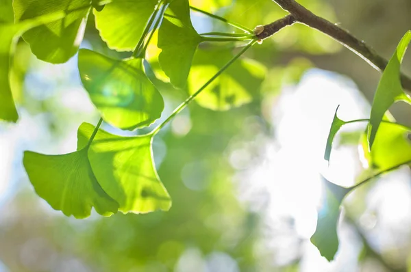 Grüne Blätter Goldenem Sonnenschein Natürlichen Unscharfen Hintergrund Ginkgo Biloba Blätter — Stockfoto