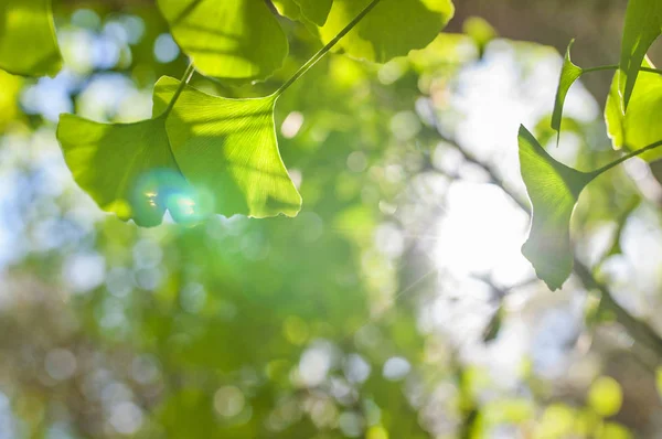 绿叶在金色的阳光下 自然模糊的背景 银杏叶自然与阳光 — 图库照片