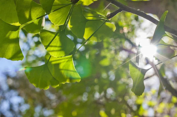 Feuilles Vertes Soleil Doré Fond Flou Naturel Gingko Biloba Feuilles — Photo