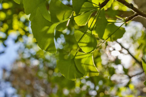 Hojas Verdes Bajo Sol Dorado Fondo Borroso Natural Gingko Biloba —  Fotos de Stock