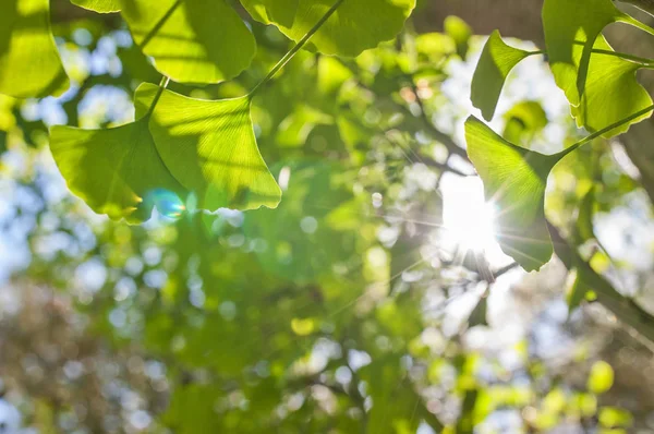 Hojas Verdes Bajo Sol Dorado Fondo Borroso Natural Gingko Biloba —  Fotos de Stock