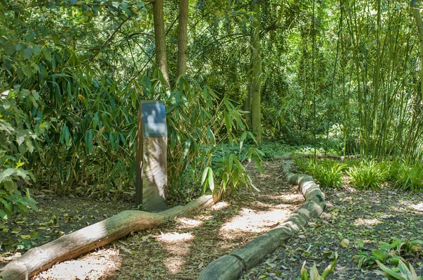 Bamboo Path Nature Trees — Stock Photo, Image