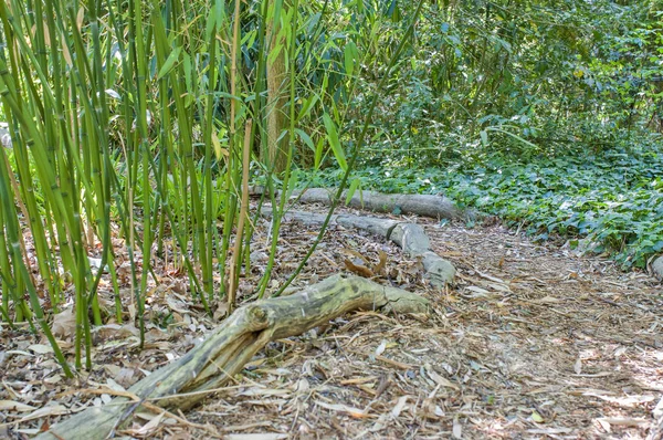 Bamboo Path Nature Trees — Stock Photo, Image