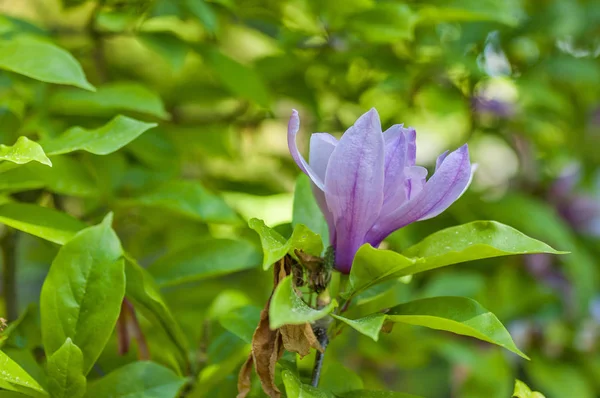 Primer Plano Del Árbol Magnolia Naturaleza Flor Árbol Magnolia Con —  Fotos de Stock