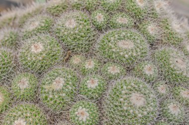 Kaktüs closeup. Echinocactus doku. doğa egzotik etli