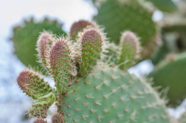 Closeup Opuntia doğada bulanık arka plan ile. Kaktüs Opuntia