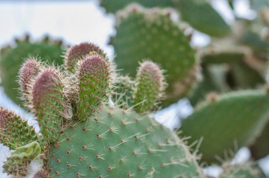 Closeup Opuntia doğada bulanık arka plan ile. Kaktüs Opuntia