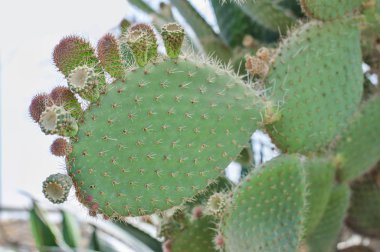 Closeup Opuntia doğada bulanık arka plan ile. Kaktüs Opuntia