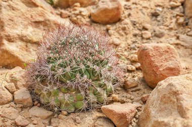 Kaktüs gymnocalycium Çölü'nde closeup.