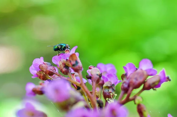 Volar Sentado Flor Rosa Naturaleza Con Fondo Borroso Primer Plano —  Fotos de Stock