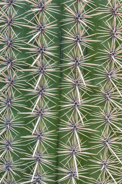 Closeup Cactus Texture Echinocactus Exotic Succulent Nature — Stock Photo, Image