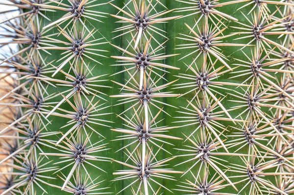 Closeup Cactus Texture Echinocactus Exotic Succulent Nature — Stock Photo, Image