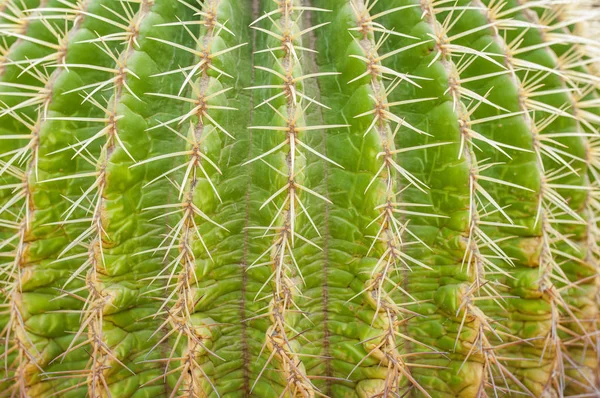 Fechar Cacto Textura Echinocactus Natureza Suculenta Exótica — Fotografia de Stock