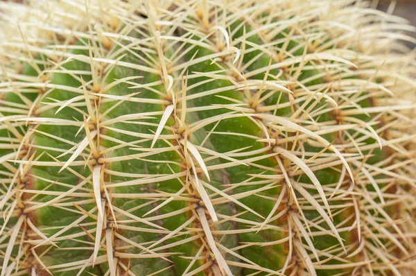 Fechar Cacto Textura Echinocactus Natureza Suculenta Exótica — Fotografia de Stock