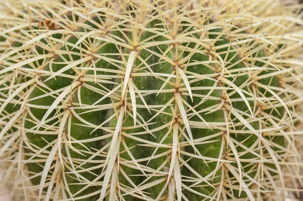 Nahaufnahme Von Kakteen Textur Des Echinokaktus Exotische Sukkulente Der Natur — Stockfoto