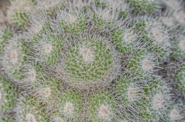 Closeup Cactus Texture Echinocactus Exotic Succulent Nature — Stock Photo, Image