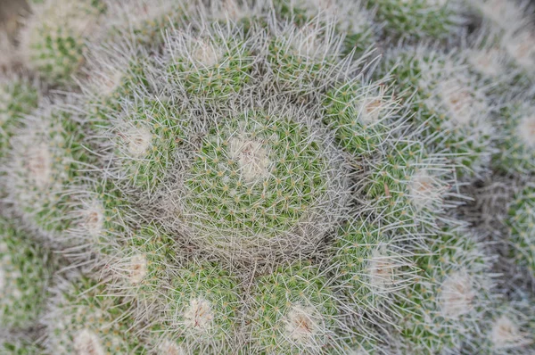 Closeup Των Κάκτων Υφή Των Echinocactus Εξωτικά Χυμώδεις Στη Φύση — Φωτογραφία Αρχείου