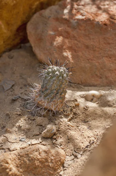 砂漠の Trichocereus サボテン多肉植物のクローズ アップ ぼやけて背景とサボテンの詳細 — ストック写真