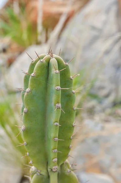Närbild Trichocereus Cactus Saftiga Öknen Detalj Kaktus Med Suddig Bakgrund — Stockfoto