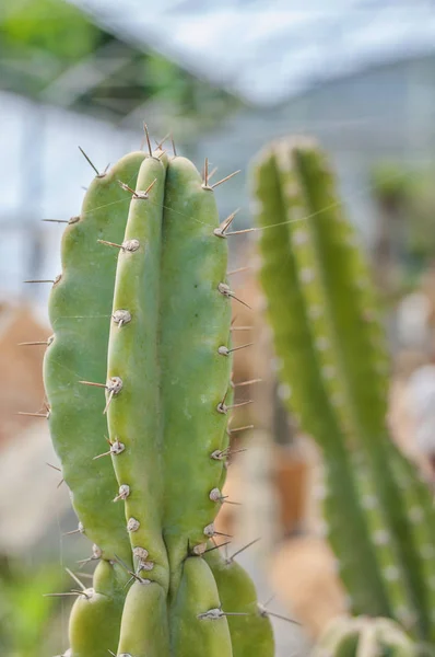 Closeup Trichocereus Cactus Suculento Deserto Detalhe Cacto Com Fundo Embaçado — Fotografia de Stock