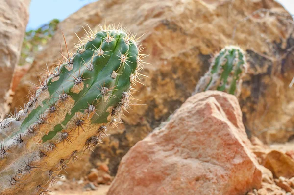 Közelkép Trichocereus Kaktusz Zamatos Sivatagban Kaktusz Elmosódott Háttér Részlete — Stock Fotó