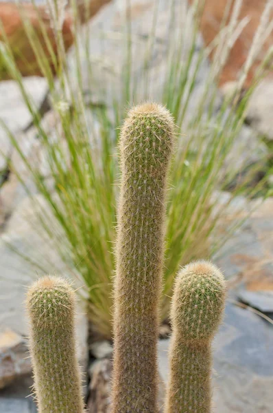 Closeup Trichocereus Cactus Suculento Deserto Detalhe Cacto Com Fundo Embaçado — Fotografia de Stock