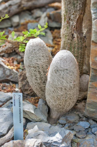 Primo Piano Espostoa Cactus Bianco Natura — Foto Stock