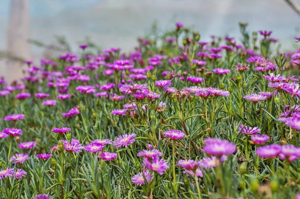 Pembe Hardy Buz Bitki Closeup Mor Çiçekleri Bulanık Arka Plan — Stok fotoğraf