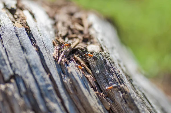 Team work of ants. Big ants are working togerher on bark of tree.