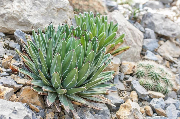 Nahaufnahme Von Kaktus Gymnocalycium Der Wüste — Stockfoto