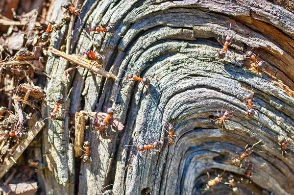 アリのチームの仕事です 大きなアリは木の樹皮で Togerher を作業しています — ストック写真