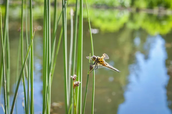 Close Van Dragonfly Wateroppervlak Met Onscherpe Achtergrond — Stockfoto