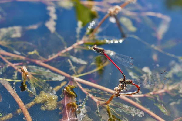Κοντινό Πλάνο Του Dragonfly Στην Επιφάνεια Του Νερού Θολή Φόντο — Φωτογραφία Αρχείου