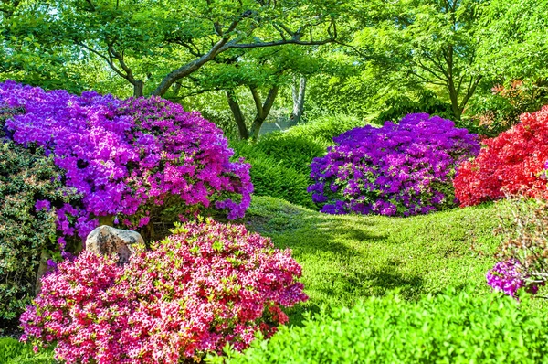 Japan garden with trees and blooming bushes. Waterfall, rocks and blooming bushes all around. Beautiful japanese garden.