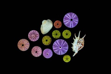 Siyah arka plan üzerine izole deniz kestanesi. Egzotik doğa arasında güzel renkli kabuklar.