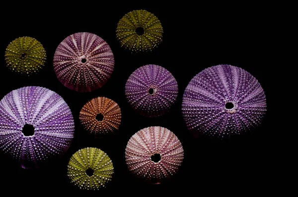 Geïsoleerde Zee Egels Zwarte Achtergrond Mooie Kleurrijke Shells Uit Exotische — Stockfoto