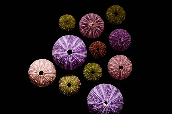 Ouriços Mar Isolados Sobre Fundo Preto Belas Conchas Coloridas Natureza — Fotografia de Stock