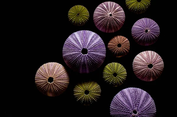 Изолированные Морские Ежи Черном Фоне Красивые Красочные Раковины Экзотической Природы — стоковое фото