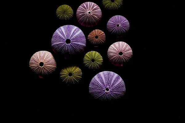 Geïsoleerde Zee Egels Zwarte Achtergrond Mooie Kleurrijke Shells Uit Exotische — Stockfoto