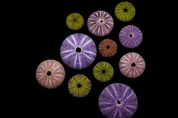 Isolated Sea Urchins Black Background Beautiful Colorful Shells Exotic Nature — Stock Photo, Image