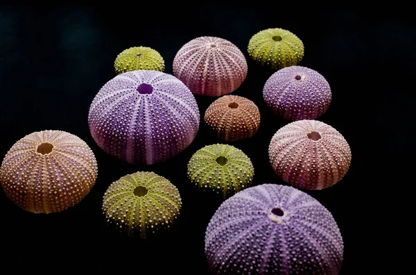 Isolated Sea Urchins Black Background Beautiful Colorful Shells Exotic Nature — Stock Photo, Image