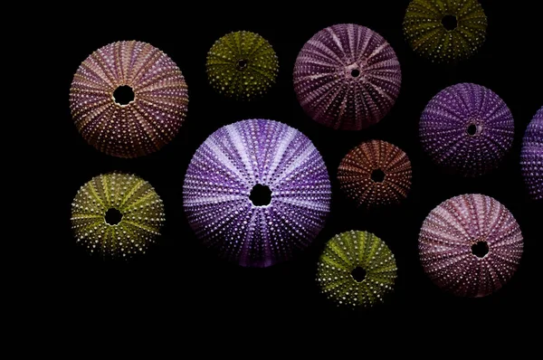 Geïsoleerde Zee Egels Zwarte Achtergrond Mooie Kleurrijke Shells Uit Exotische — Stockfoto