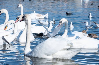 Portre nehrinde beyaz kuğu