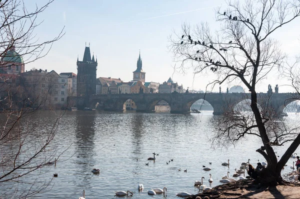 Vue Prague Sur Pont Charles Depuis Kampa — Photo