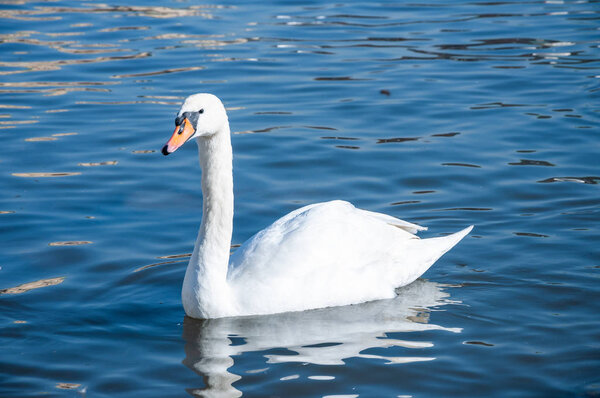 Closeup of white swans on the river