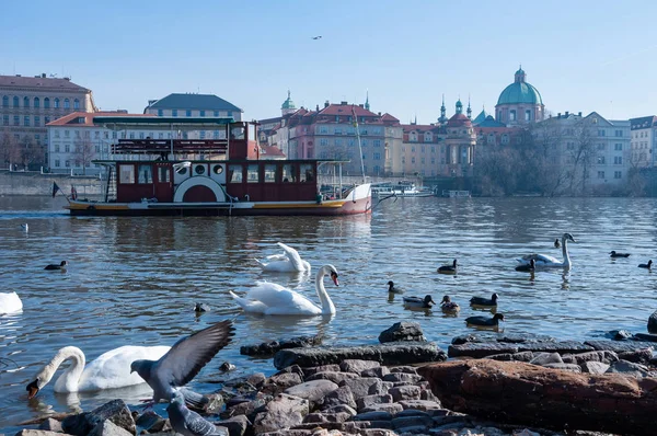 Cisnes no rio Vltava — Fotografia de Stock