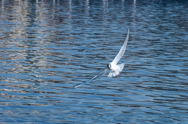 Primer plano de la gaviota voladora — Foto de Stock