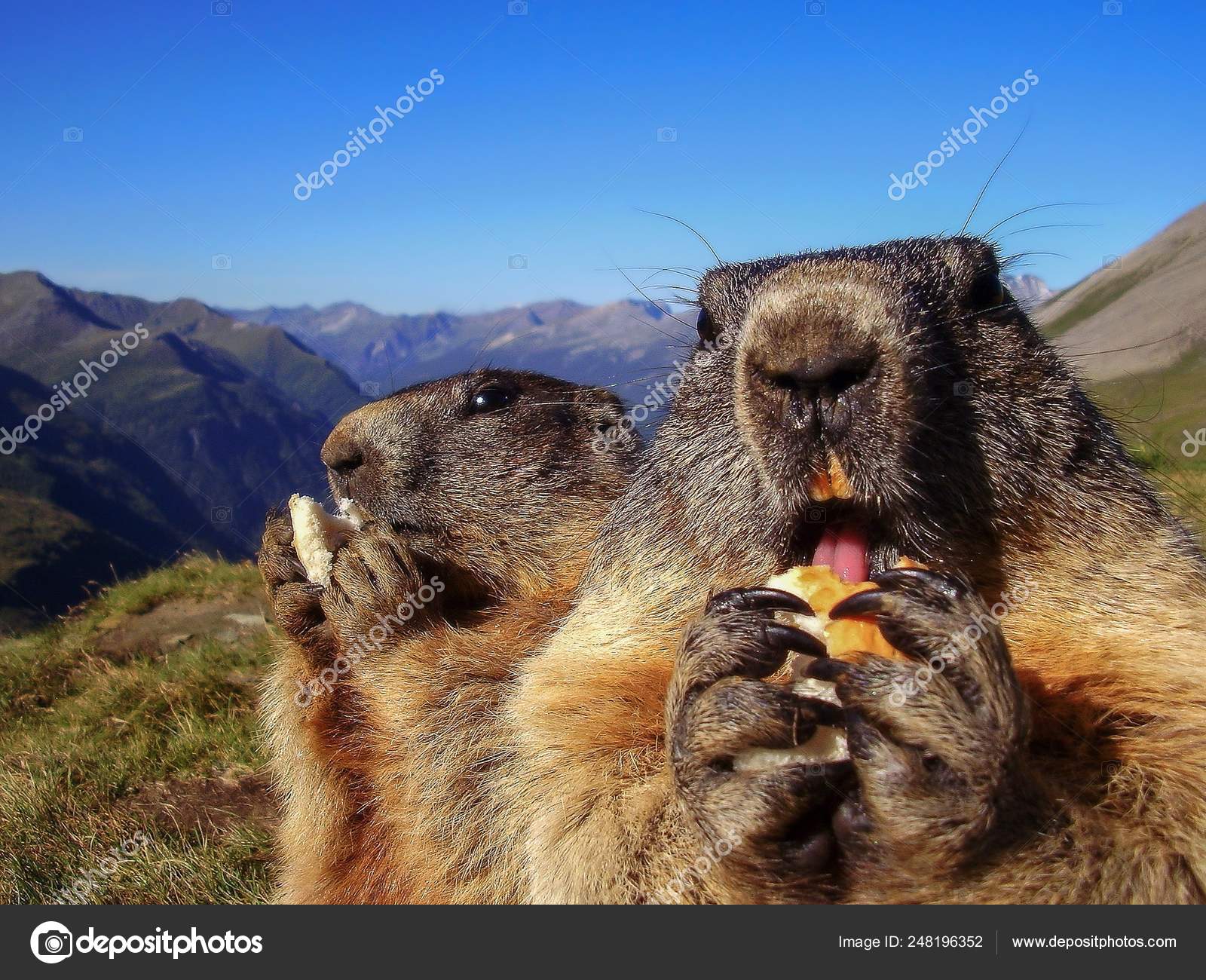 Alpine marmot like a symbol of groundhog day Stock Photo by ©Tadeas 248196352 Alpine marmot like a symbol of groundhog day Stock Photo by ©Tadeas 248196352