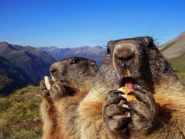 Alpenmarmot als een symbool van groundhog day — Stockfoto