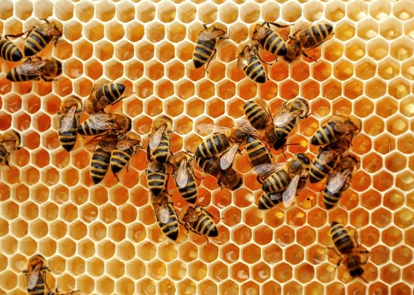 Closeup of working bees on honeycomb — Stock Photo, Image